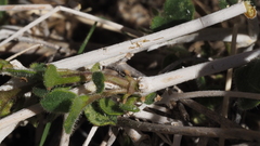 Mirabilis laevis retrorsa