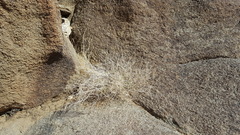 Mirabilis laevis retrorsa