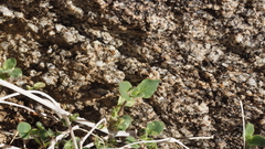 Mirabilis laevis retrorsa