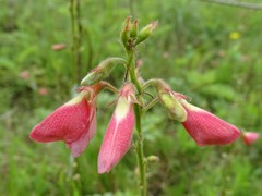 Tephrosia onobrychoides