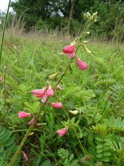 Tephrosia onobrychoides