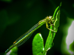 Enallagma antennatum
