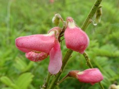 Tephrosia onobrychoides