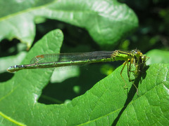 Enallagma antennatum