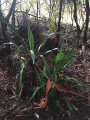 Cordyline rubra