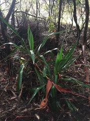 Cordyline rubra