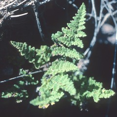 Myriopteris gracilis