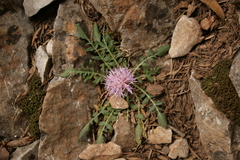Centaurea raphanina mixta