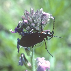 Lytta cribrata