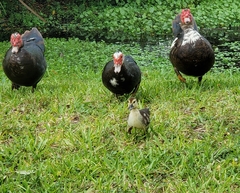 Cairina moschata domestica