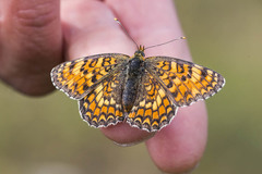 Melitaea pseudornata