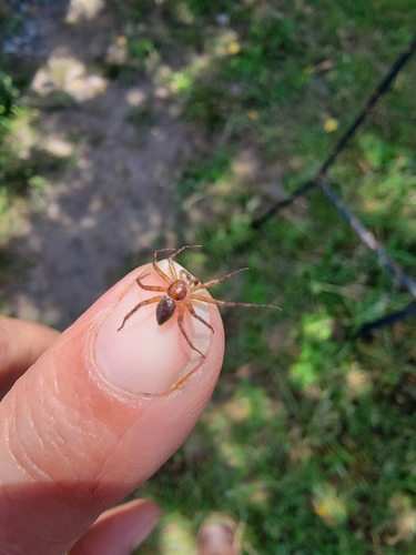 Philodromus undarum