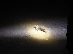 Caprimulgus ruficollis