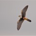 Aplomado Falcon - Photo (c) Javi Gonzalez, some rights reserved (CC BY-NC)
