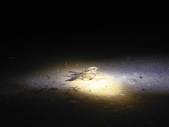 Caprimulgus ruficollis