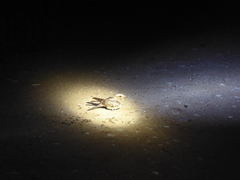 Caprimulgus ruficollis