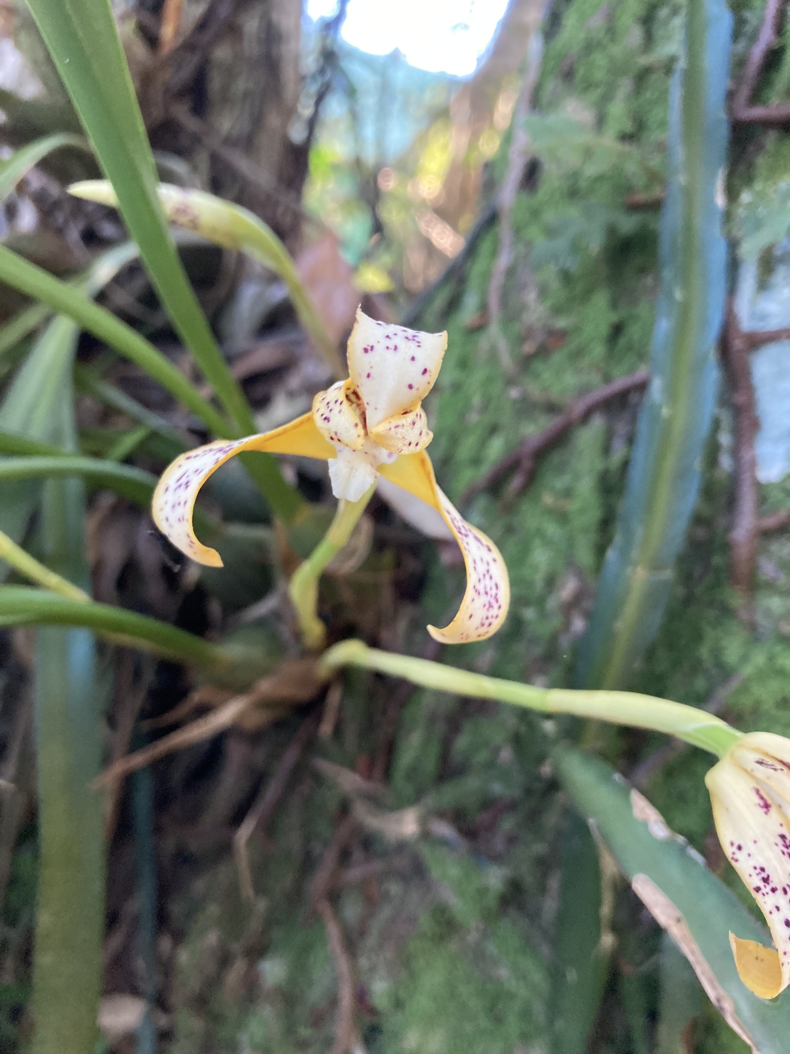 Maxillaria picta
