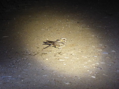 Caprimulgus ruficollis