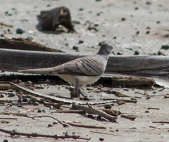 Geopelia maugeus