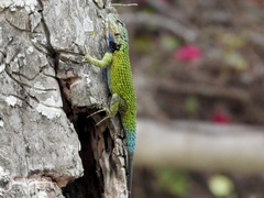Sceloporus hondurensis