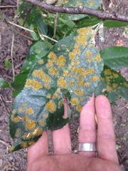 Cephaleuros lagerheimii