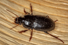Anisodactylus binotatus