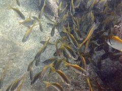 Schuettea scalaripinnis