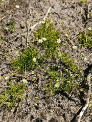 Sagina subulata
