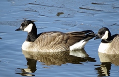 Branta canadensis parvipes