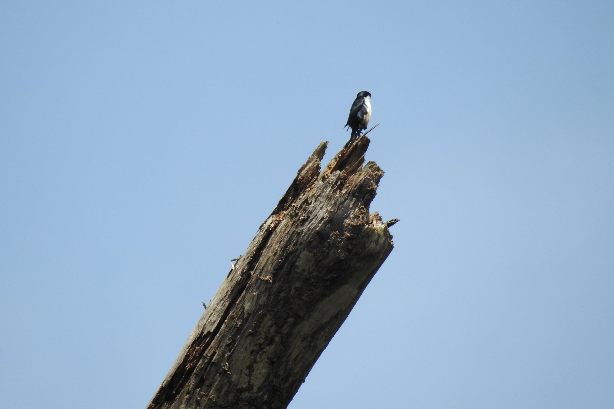 Philippine Falconet
