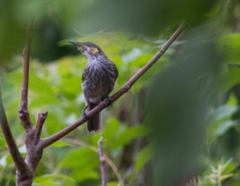 Territornis reticulata