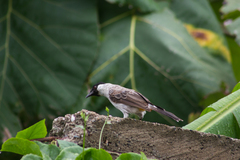 Pycnonotus aurigaster