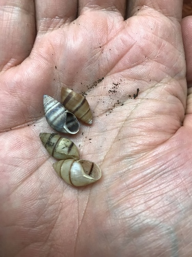 West Indian Bulimulus