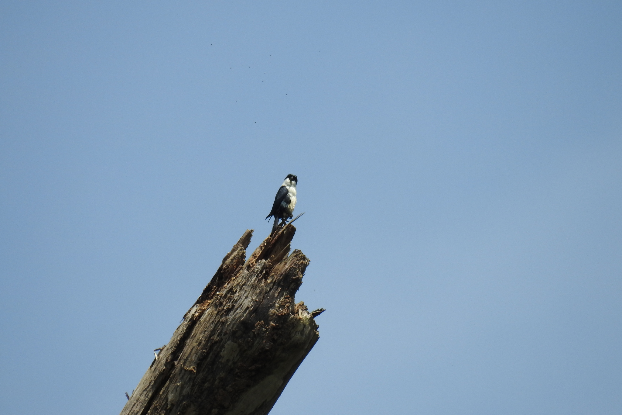 Philippine Falconet