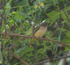 Pachycephala orpheus