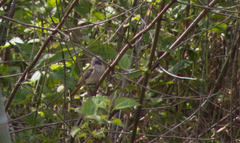 Pachycephala orpheus