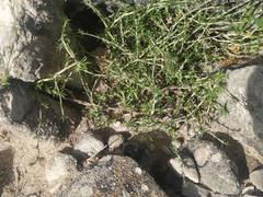 Arenaria armerina