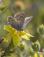 Pseudophilotes panoptes