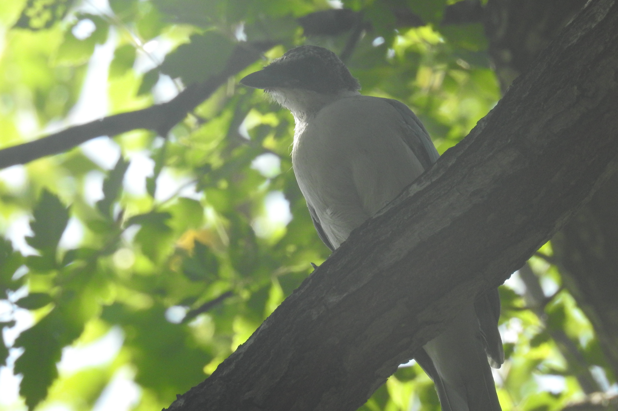 Azure-winged Magpie