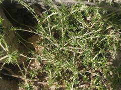Arenaria armerina