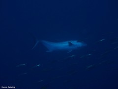 Seriola