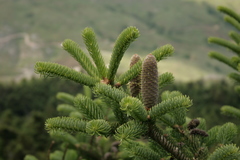 Abies cephalonica