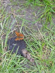 Polygonia c-album
