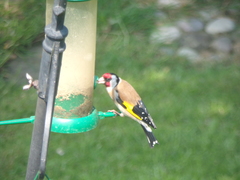 Carduelis carduelis