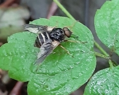 Goniops chrysocoma
