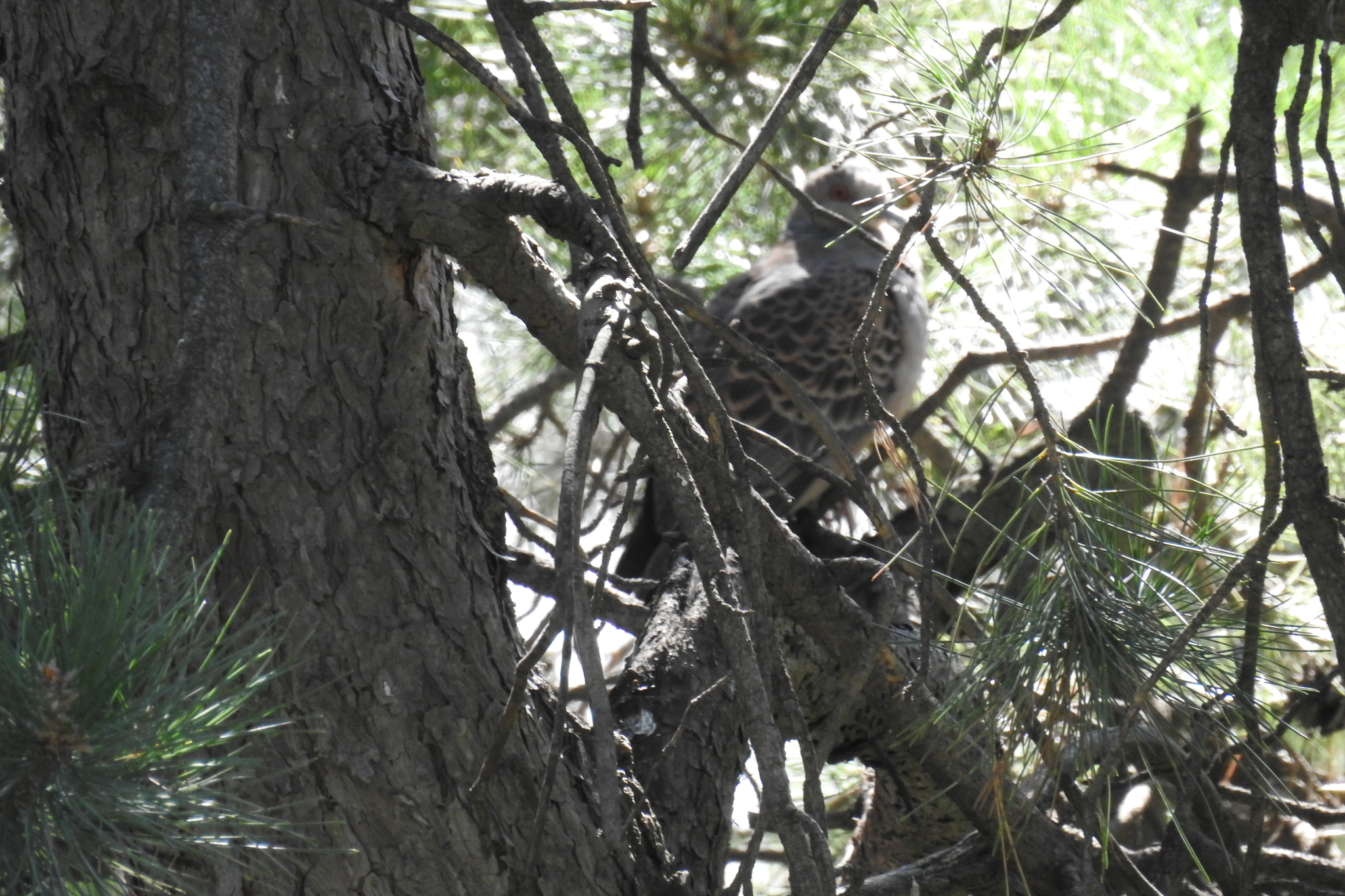 Oriental Turtle Dove