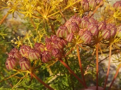Cachrys libanotis