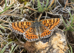 Euphydryas desfontainii