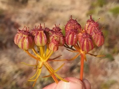 Cachrys libanotis
