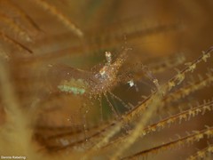 Periclimenes scriptus